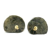 Ammonite Hoploscaphites Split Polished Fossil Montana 100 MYO w/label #16286 22o