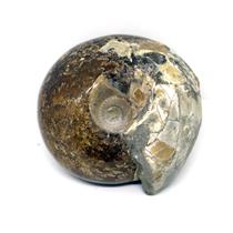 Ammonite Cadoceras Fossil England 165 Million Years Old #16304 17o