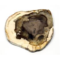 Petrified Wood from Washington USA Fossil #16402 9o