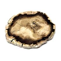 Petrified Wood from Washington USA Fossil #16405 20o