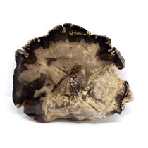 Petrified Wood from Washington USA Fossil #16415 17o