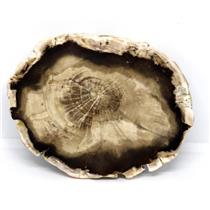 Petrified Wood from Washington USA Fossil #16420 19o