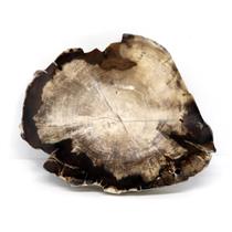 Petrified Wood from Washington USA Fossil #16422 20o
