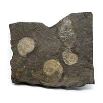 Dactylioceras Ammonite Fossil 180 MYO Germany #16500 16o