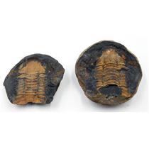 Hoekaspis Yahuari Trilobite Fossil 465 MYO Bolivia #16505 19o