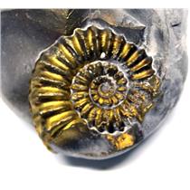 Ammonite Fossil Pleuroceras (Pyritized) Jurassic 185 MYO #16517 10o