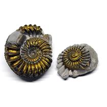 Ammonite Fossil Pleuroceras (Pyritized) Jurassic 185 MYO #16522 7o