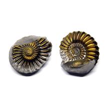 Ammonite Fossil Pleuroceras (Pyritized) Jurassic 185 MYO #16524 7o