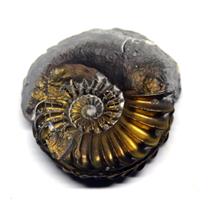Ammonite Fossil Pleuroceras (Pyritized) Jurassic 185 MYO #16527 4o