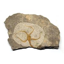 Brittle Star Fossil 450 Million Years Old Morocco #16615 34o