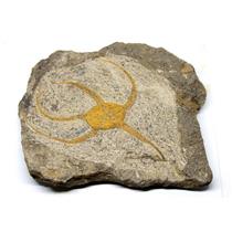 Brittle Star Fossil 450 Million Years Old Morocco #16619 25o