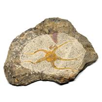 Brittle Star Fossil 450 Million Years Old Morocco #16622  32o