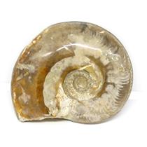 Brasilia Ammonite Fossil Jurassic 160 MYO Great Britain #16628 9o
