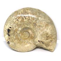 Brasilia Ammonite Fossil Jurassic 160 MYO Great Britain #16633 10o