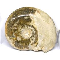 Brasilia Ammonite Fossil Jurassic 160 MYO Great Britain #16634 58o