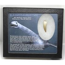 Elasmosaur Dinosaur Tooth 1.349 inches MDB w/COA 80 MYO #16670 10o