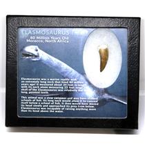 Elasmosaur Dinosaur Tooth 1.330 inches MDB w/COA 80 MYO #16671 10o