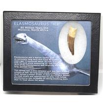 Elasmosaur Dinosaur Tooth 1.860 inches MDB w/COA 80 MYO #16672 10o