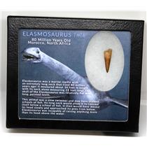 Elasmosaur Dinosaur Tooth 1.496 inches MDB w/COA 80 MYO #16676 10o