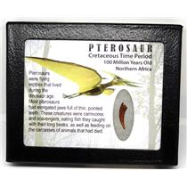 PTEROSAUR Dinosaur Tooth Fossil .873 inch 100 MYO w/ Display Box SDB #16685 11o