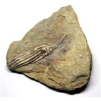 Crinoid Fossil Scytalocrinus Robustus Indiana #16699 22o