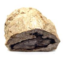 Petrified Wood from Washington USA Fossil #16701 101o