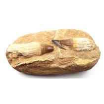 MOSASAUR Dinosaur Tooth Fossil in Matrix 4.985/4.181 in #16713 108o
