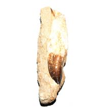 MOSASAUR Dinosaur Tooth Extra Large in Matrix Fossil 5.060 inches #13674 34o