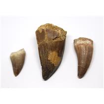MOSASAUR Lot of 3 Teeth Fossil Dinosaur w/Color Info Card & COA #16736 6o