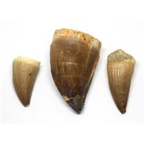MOSASAUR Lot of 3 Teeth Fossil Dinosaur w/Color Info Card & COA #16740 7o