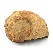 Prionocyclus Ammonite Fossil Cretaceous Wyoming16772