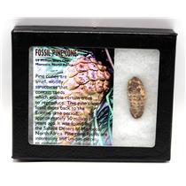 Pine Cone Fossil w/ Display Box SDB 50 Million Yrs Old COA #16773 13o