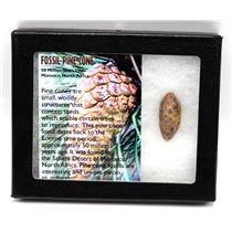 Pine Cone Fossil w/ Display Box SDB 50 Million Yrs Old COA #16775 13o