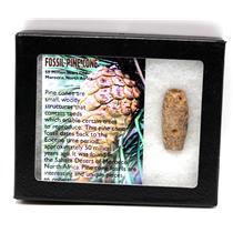 Pine Cone Fossil w/ Display Box SDB 50 Million Yrs Old COA #16776 13o