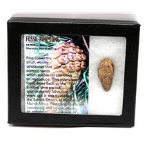 Pine Cone Fossil w/ Display Box SDB 50 Million Yrs Old COA #16777 13o
