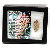 Pine Cone Fossil w/ Display Box SDB 50 Million Yrs Old COA #16778 13o