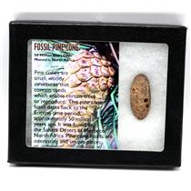 Pine Cone Fossil w/ Display Box SDB 50 Million Yrs Old COA #16779 13o