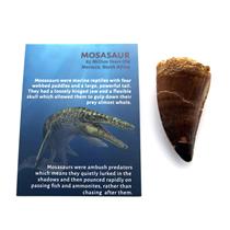MOSASAUR Tooth Fossil Dinosaur w/Color Info Card & COA #16784 4o