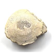 Titanothere Brontothere Vertebra Fossil 50 Million Year Old # 16789 19o