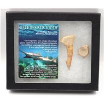 Onchopristis Sawfish Vertebra & Tooth Fossil w/ Display Box #16849 15o