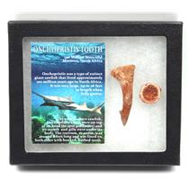 Onchopristis Sawfish Vertebra & Tooth Fossil w/ Display Box #16850 15o