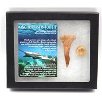 Onchopristis Sawfish Vertebra & Tooth Fossil w/ Display Box #16851 15o