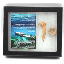 Onchopristis Sawfish Vertebra & Tooth Fossil w/ Display Box #16852 15o