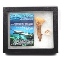 Onchopristis Sawfish Vertebra & Tooth Fossil w/ Display Box #16853 15o