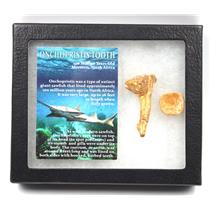 Onchopristis Sawfish Vertebra & Tooth Fossil w/ Display Box #16854 15o