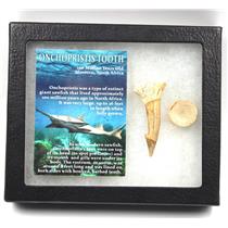 Onchopristis Sawfish Vertebra & Tooth Fossil w/ Display Box #16855 15o