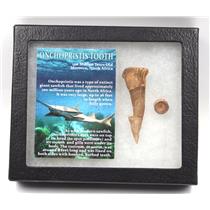 Onchopristis Sawfish Vertebra & Tooth Fossil w/ Display Box #16856 15o