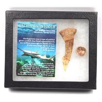 Onchopristis Sawfish Vertebra & Tooth Fossil w/ Display Box #16859 15o