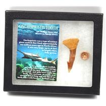 Onchopristis Sawfish Vertebra & Tooth Fossil w/ Display Box #16860 15o