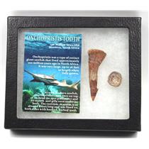 Onchopristis Sawfish Vertebra & Tooth Fossil w/ Display Box #16862 15o